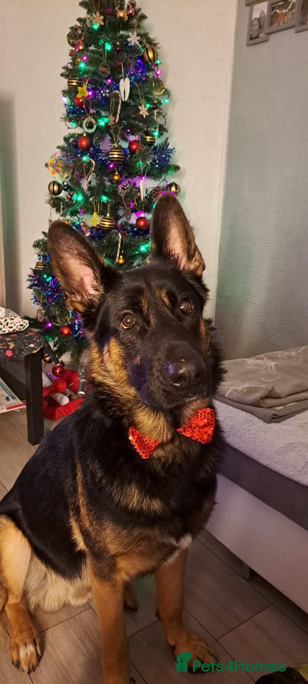 German Shepherd dogs for stud: German Shepherd boy for stud - Advert 14