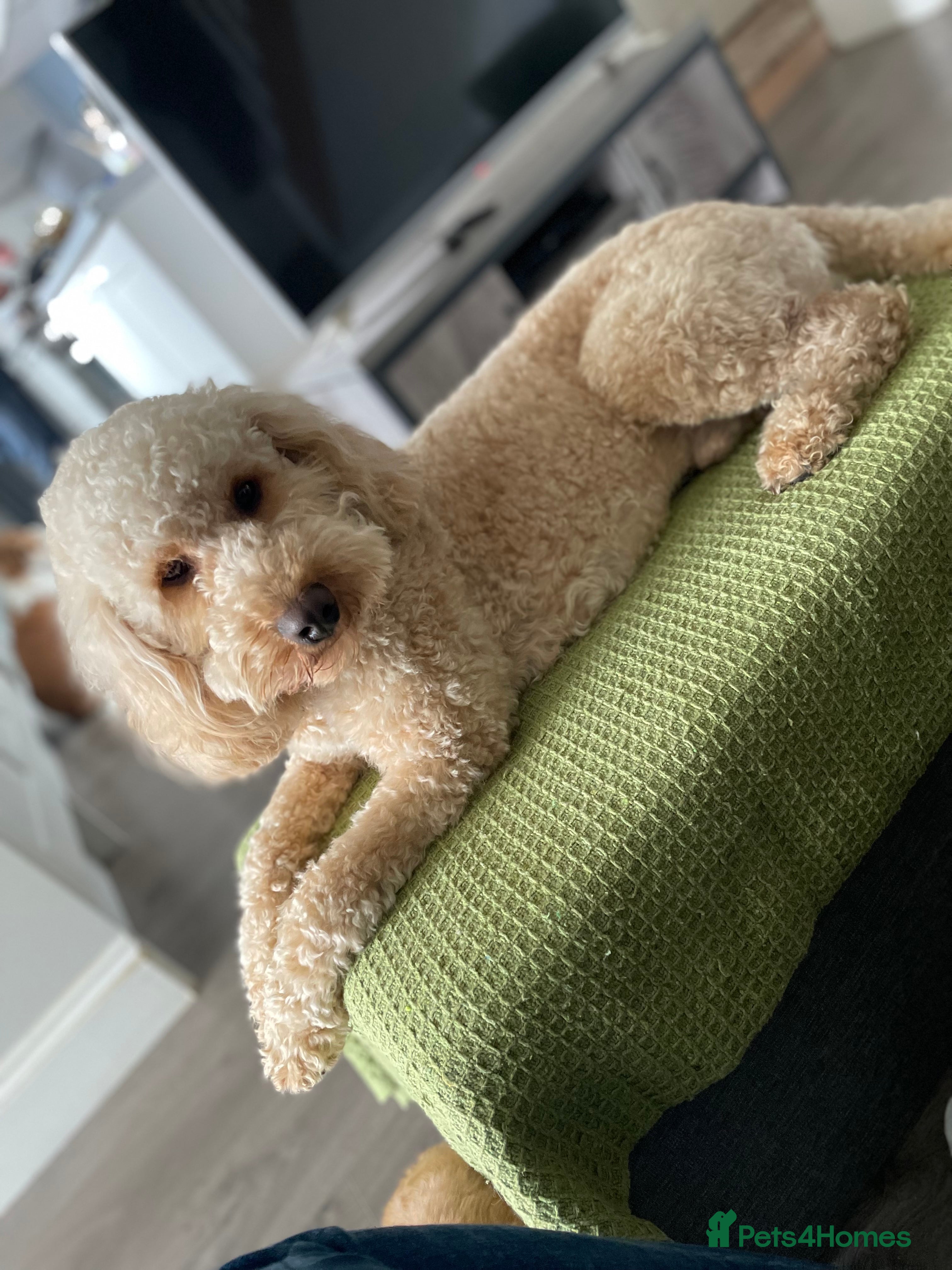 Poodle dogs FOR STUD Moyen Poodle (proven)  in Northampton - Advert 5