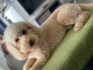 Poodle dogs in Northampton - Advert 16