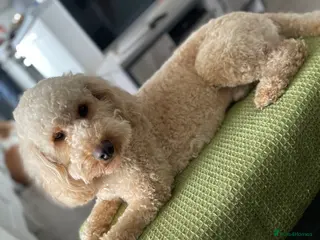 Poodle dogs FOR STUD Moyen Poodle (proven) in Northampton - Advert 18