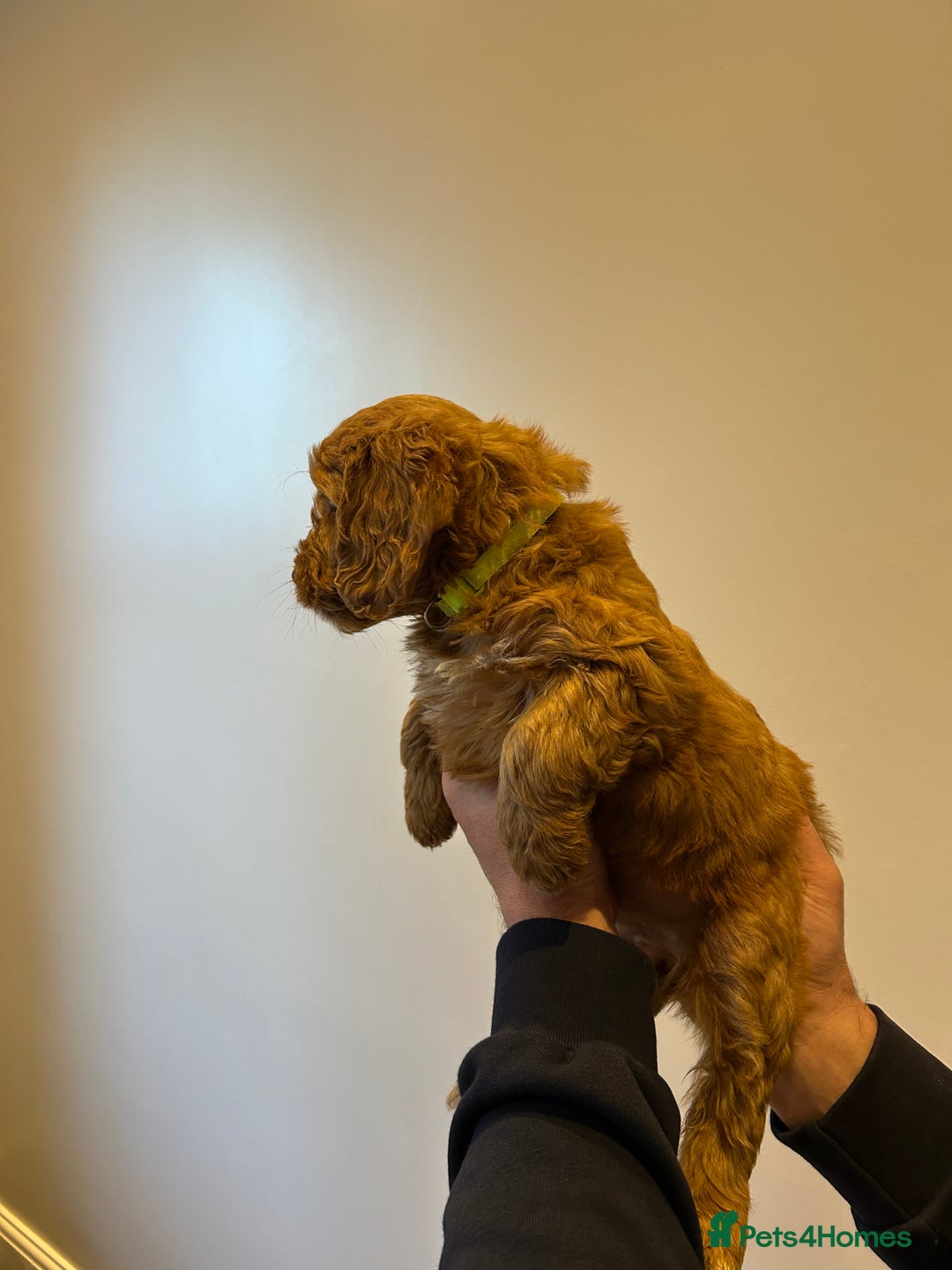 Cockapoo dogs for sale: Cockapoo puppies f1 gorgeous little babys - Advert 24