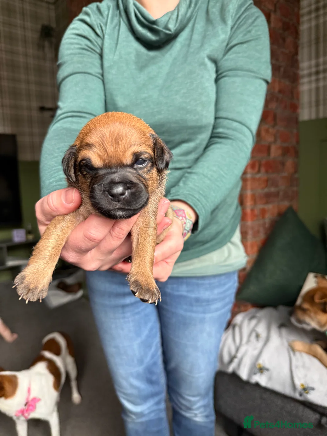 Mixed Breed dogs for sale: Jack Russel x border terrier  - Advert 9