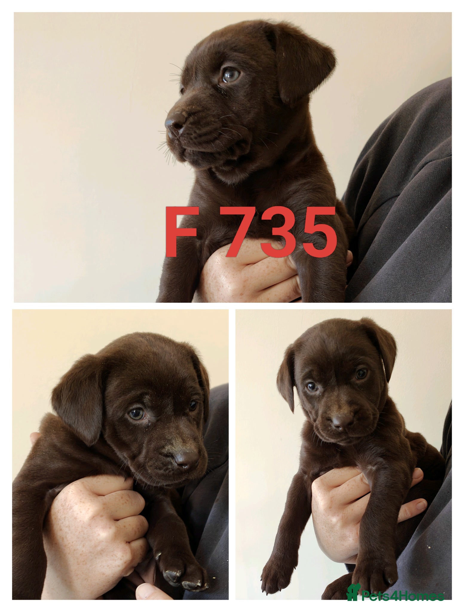 Labrador Retriever dogs Lovely Pointerdor puppies  - Advert 1