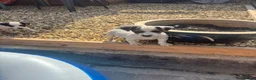 Jack Russell dogs for sale: Jack Russell pups - Advert 4