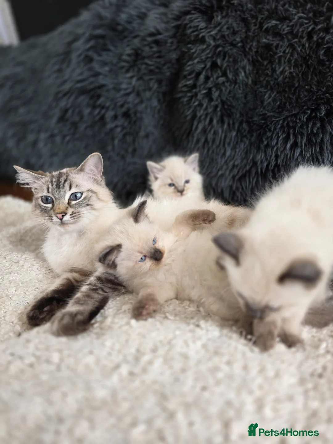 Ragdoll cats for sale: Beautiful Ragdol Kittens  - Advert 1