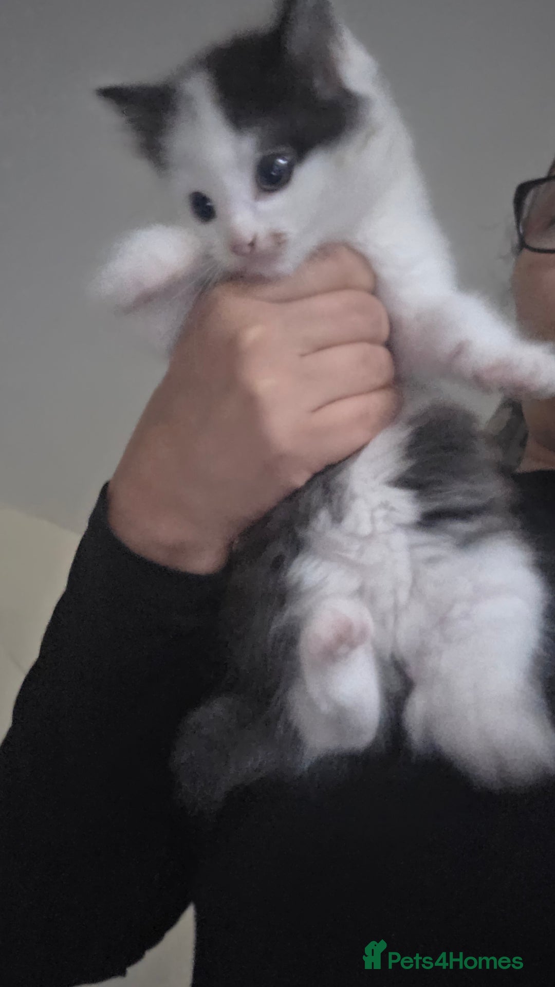 Mixed Breed cats for sale: Adorable kittens - Image 3