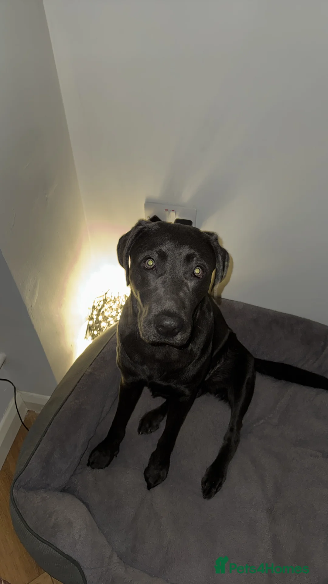 Mixed Breed dogs for sale: Bailey- needs a loving home in London - Advert 3