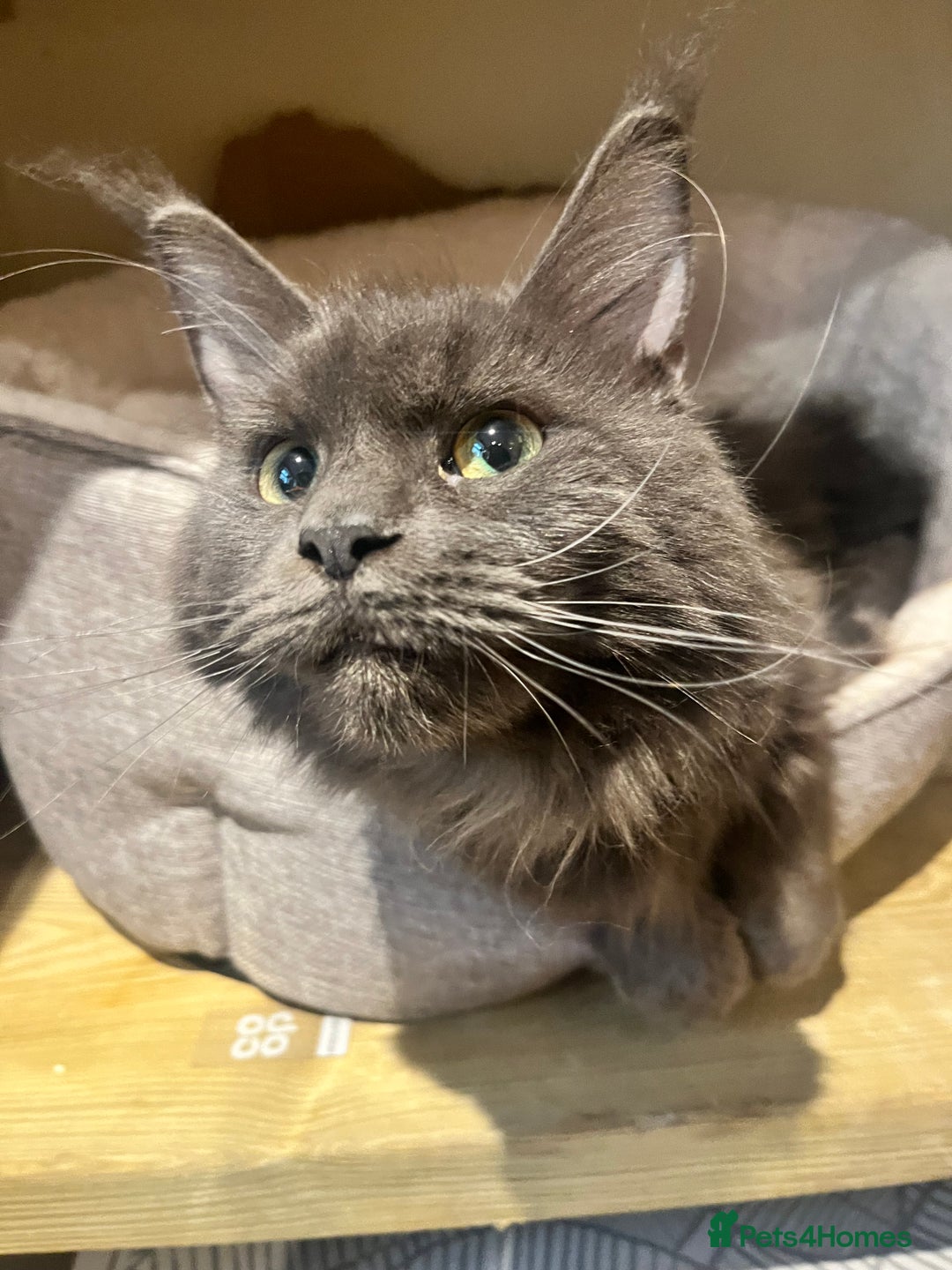 Maine Coon cats for sale: STUNNING MAINE COON KITTENS BLUE SMOKE (tica reg ) - Image 35