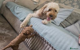 Cavapoo dogs for sale: Cavapoo Puppies  - Image 17