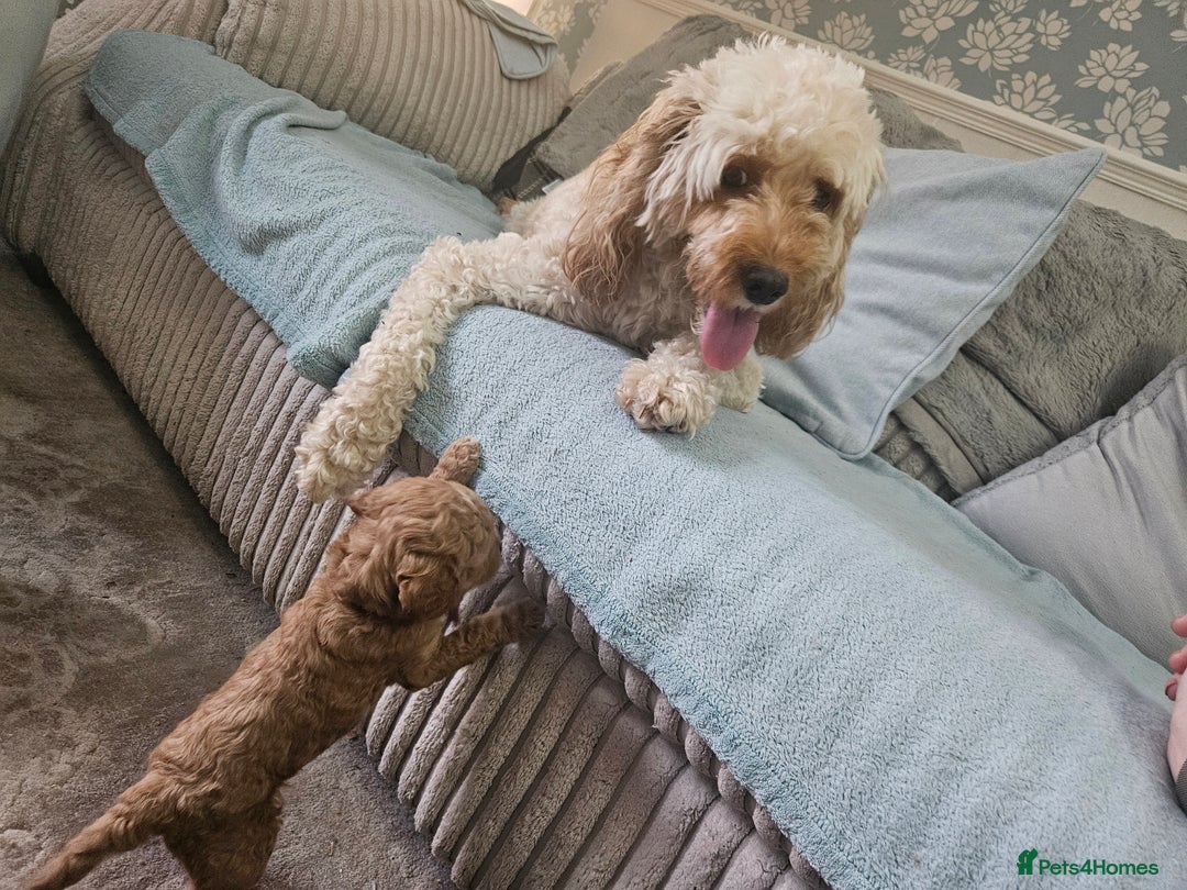 Cavapoo dogs for sale: Cavapoo Puppies  - Image 17