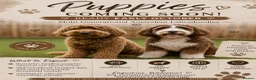Australian Labradoodle dogs for sale: Australian labradoodle puppies expected soon. - Advert 1