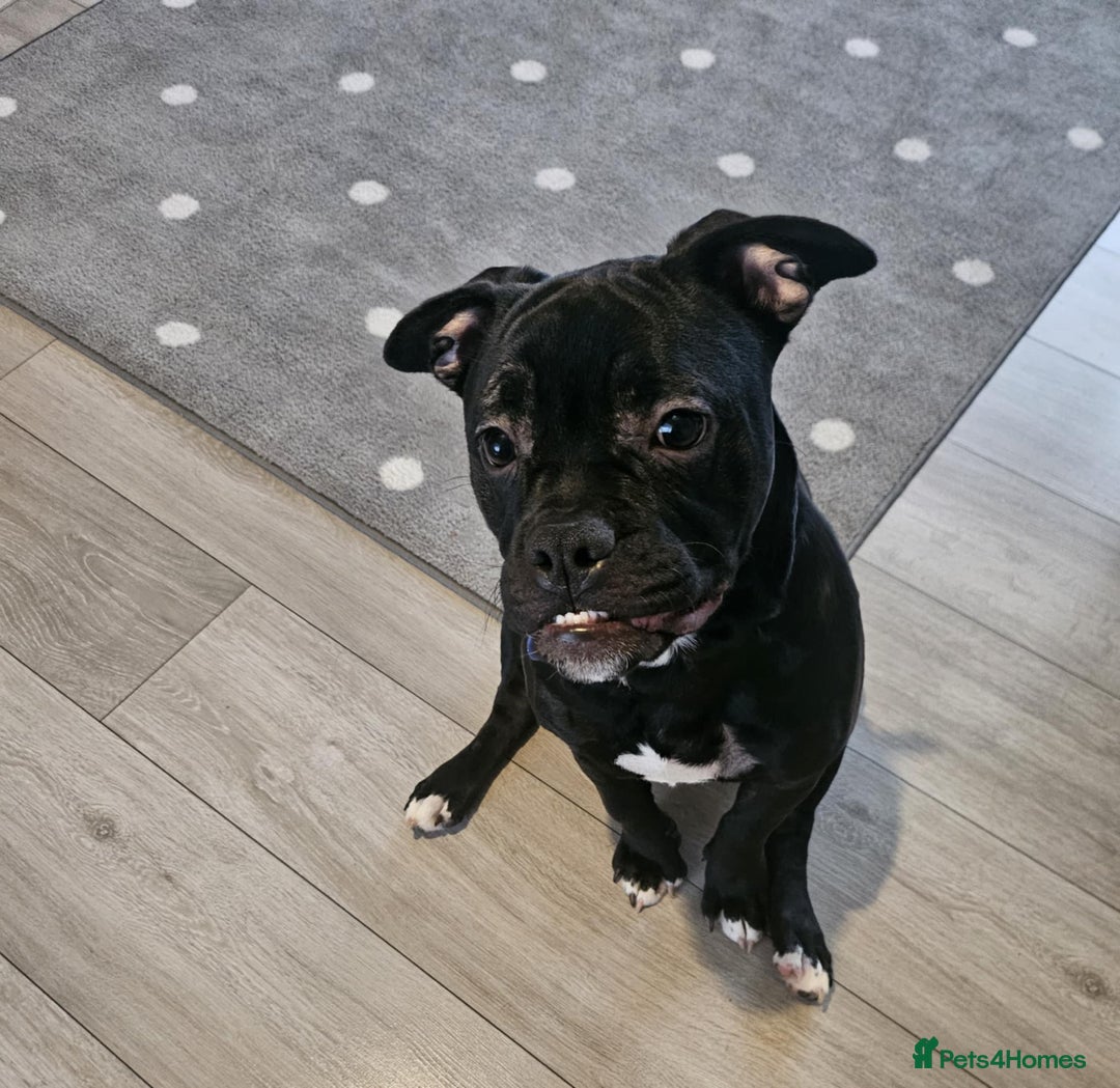 Mixed Breed dogs for sale: Wonderful dog for sale - Advert 3