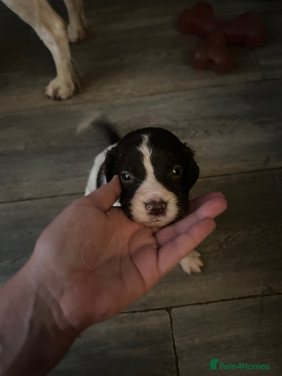 English Springer Spaniel dogs for sale: Springer spaniel pups READY NEXT WEEK - Advert 3