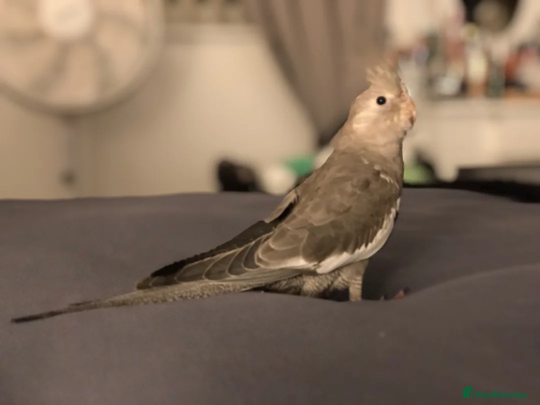 Cockatiels birds for sale: Sadly needing to re-home Penny - Advert 8