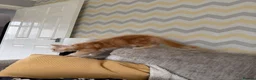Maine Coon cats for sale: XL TICA Maine coon kittens - Advert 23