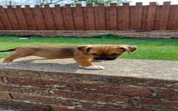 Border Terrier dogs for sale: Boarder terrier x Jack Russell girl pup - Image 12