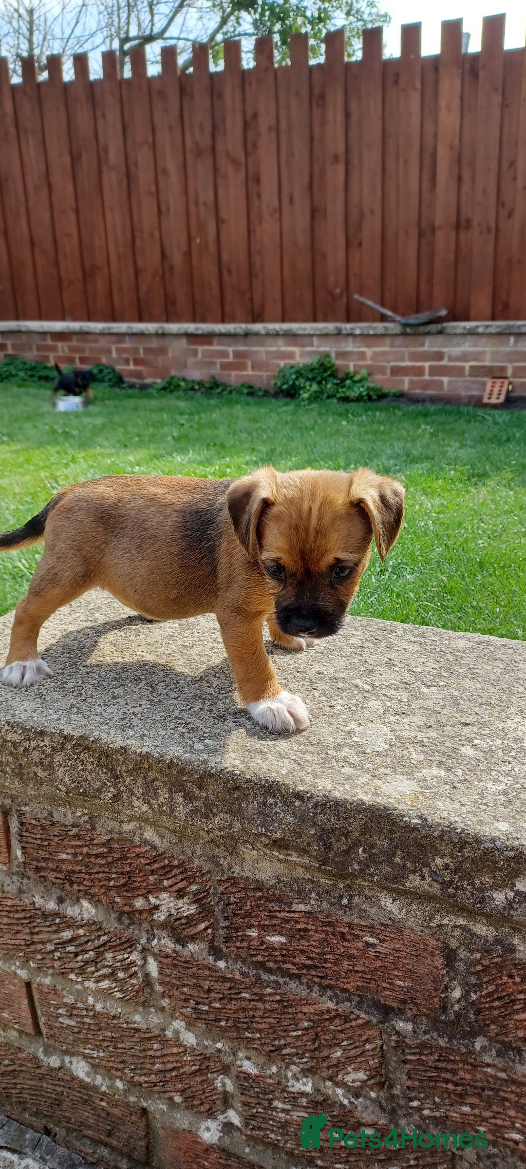 Border Terrier dogs for sale: Boarder terrier x Jack Russell girl pup - Image 12