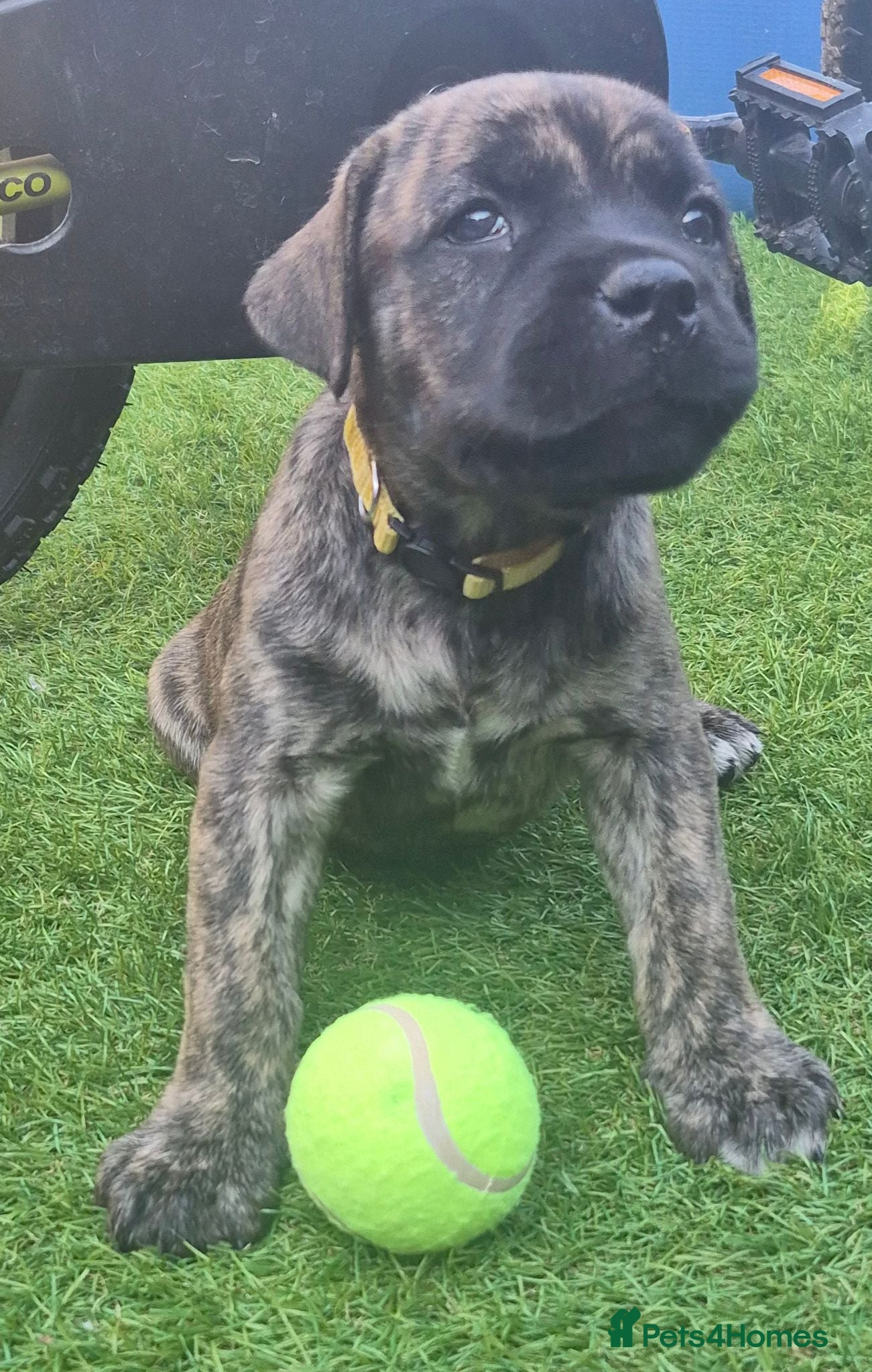 Mixed Breed dogs Price drop Boerso Babies  - Advert 1