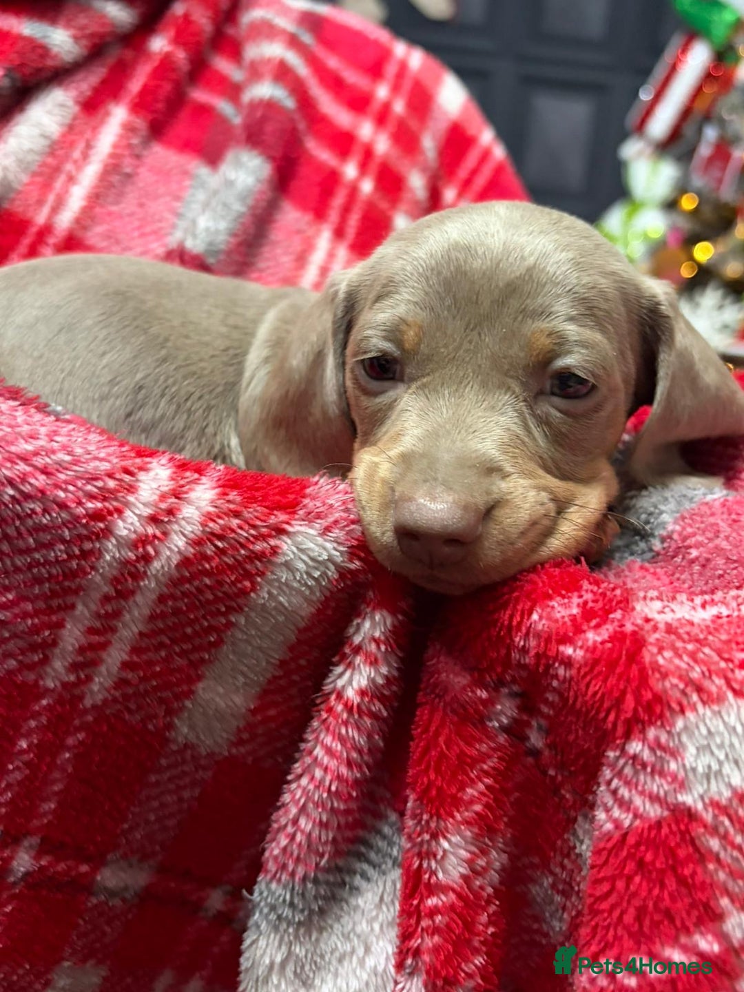 Miniature Dachshund dogs for sale: Miniature dachshund puppies  - Advert 6