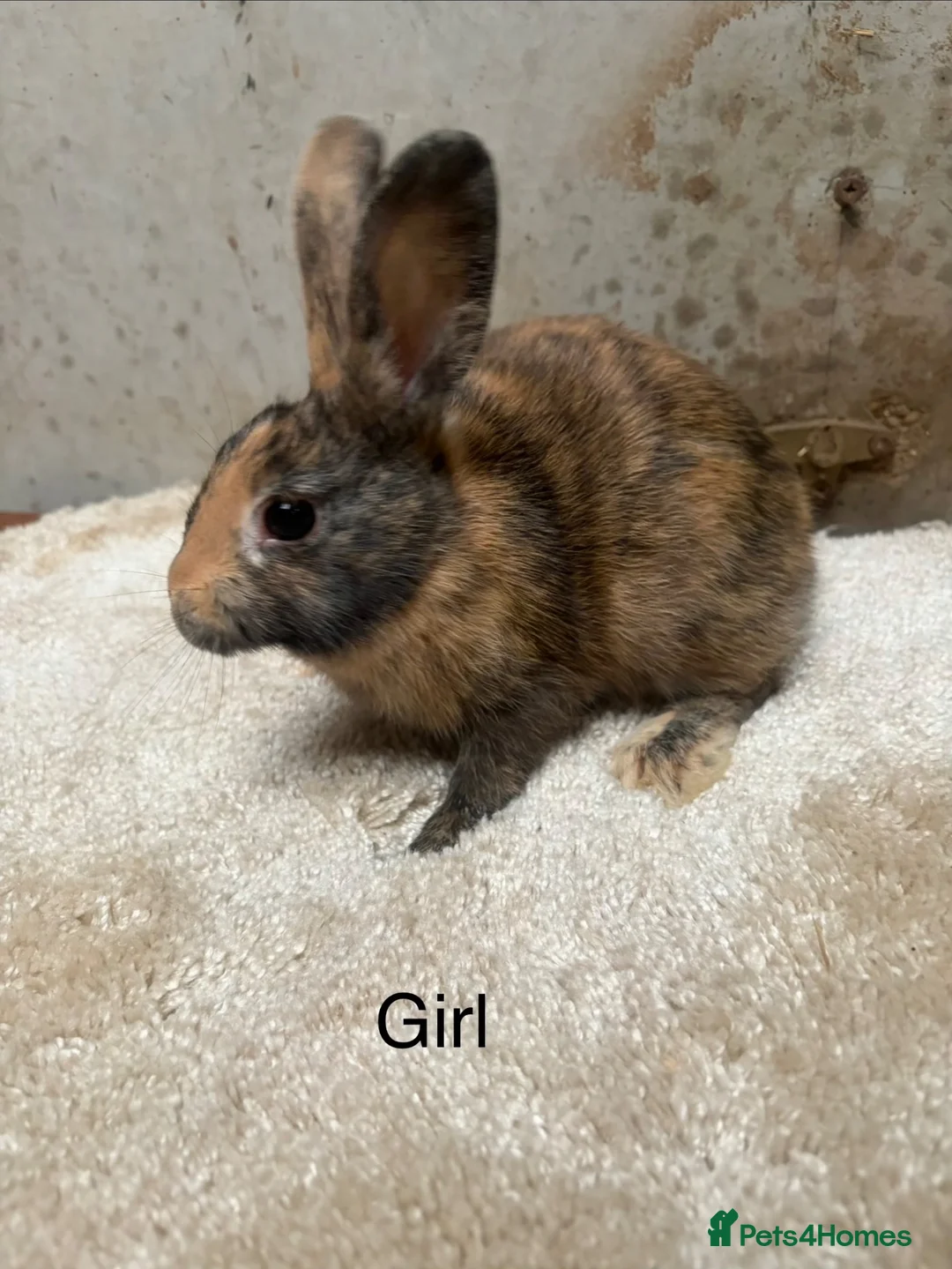 Mini Lop rabbits for sale: Stunning bunnies  - Advert 2