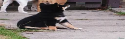 Japanese Shiba Inu dogs for sale: Quality KC registered puppies  - Advert 7