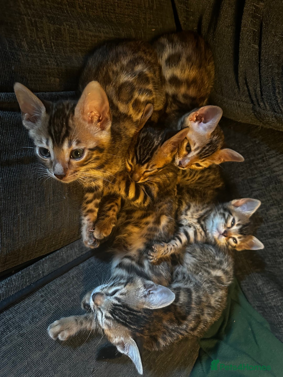Bengal cats for sale: Lovely Bengal Kittens Looking for Loving Homes! 🐾 - Image 2