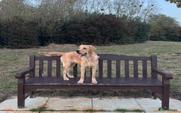 Golden Retriever dogs for sale: 7 months old Golden Retriever - Image 3