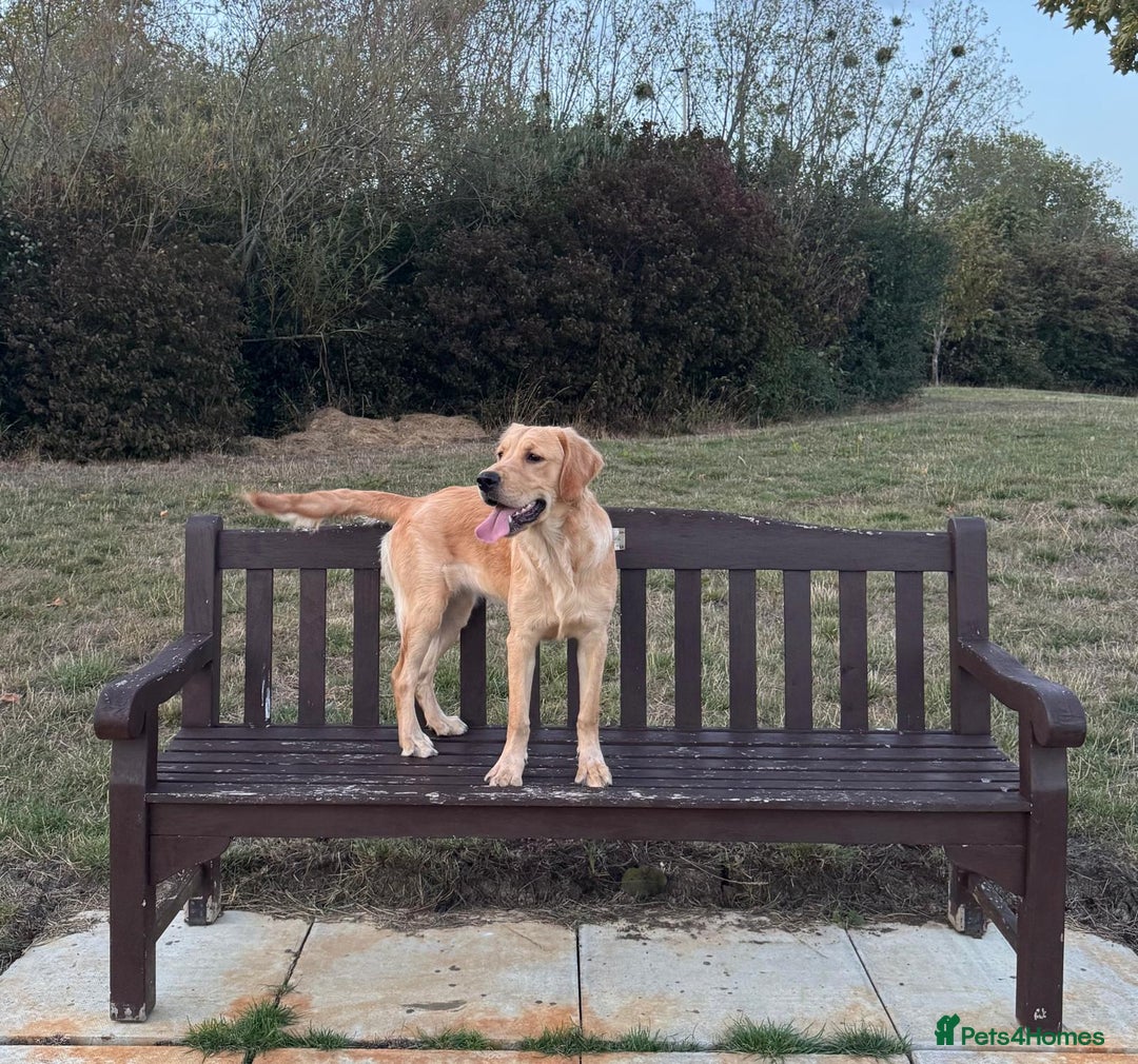 Golden Retriever dogs for sale: 7 months old Golden Retriever - Image 3