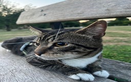 British Shorthair cats for sale: Free adopt 2Lovely Cats Looking for a Loving Home - Image 6