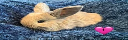 Mini Lop rabbits for sale: Pure bred mini lop bunnies - Advert 1