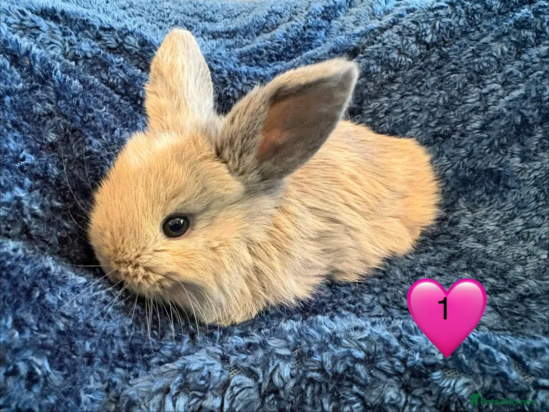 Mini Lop rabbits for sale: Pure bred mini lop bunnies - Advert 1