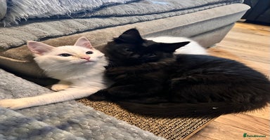 Ragdoll cats - Advert 1