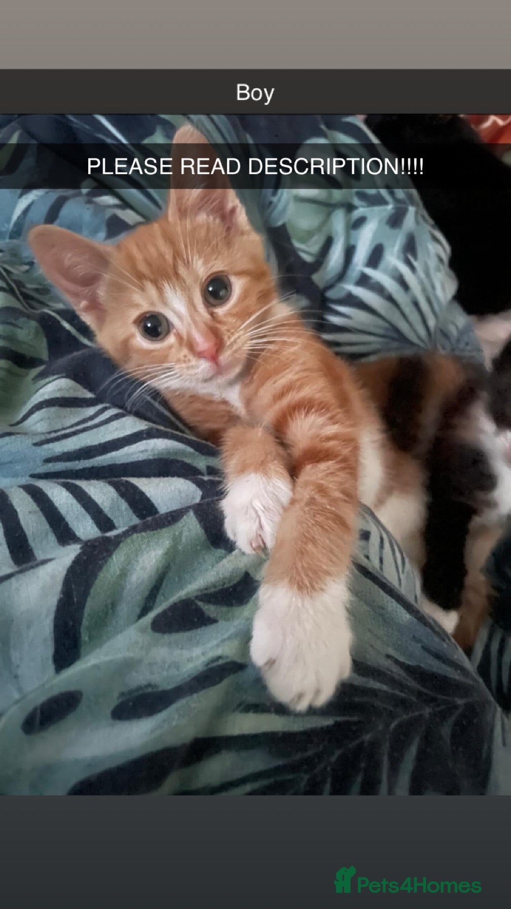 British Shorthair cats Beautiful Kittens for sale  - Advert 11