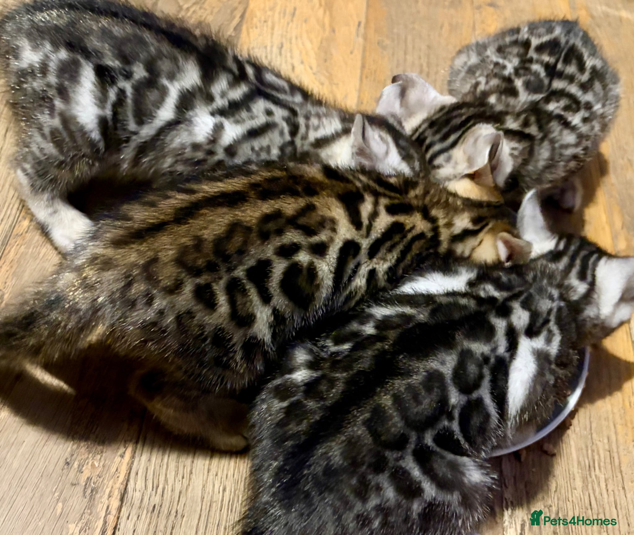 Bengal cats 4 Gorgeous Bengal Kittens ready for reservation  - Advert 2