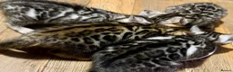 Bengal cats for sale: UPDATE 3 Gorgeous Bengal Kittens ready to reserve - Advert 11