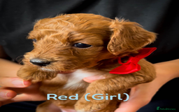 Cavapoo dogs for sale: 🌟Adorable All Red F1bb Cavapoo puppies🌟 - Image 3