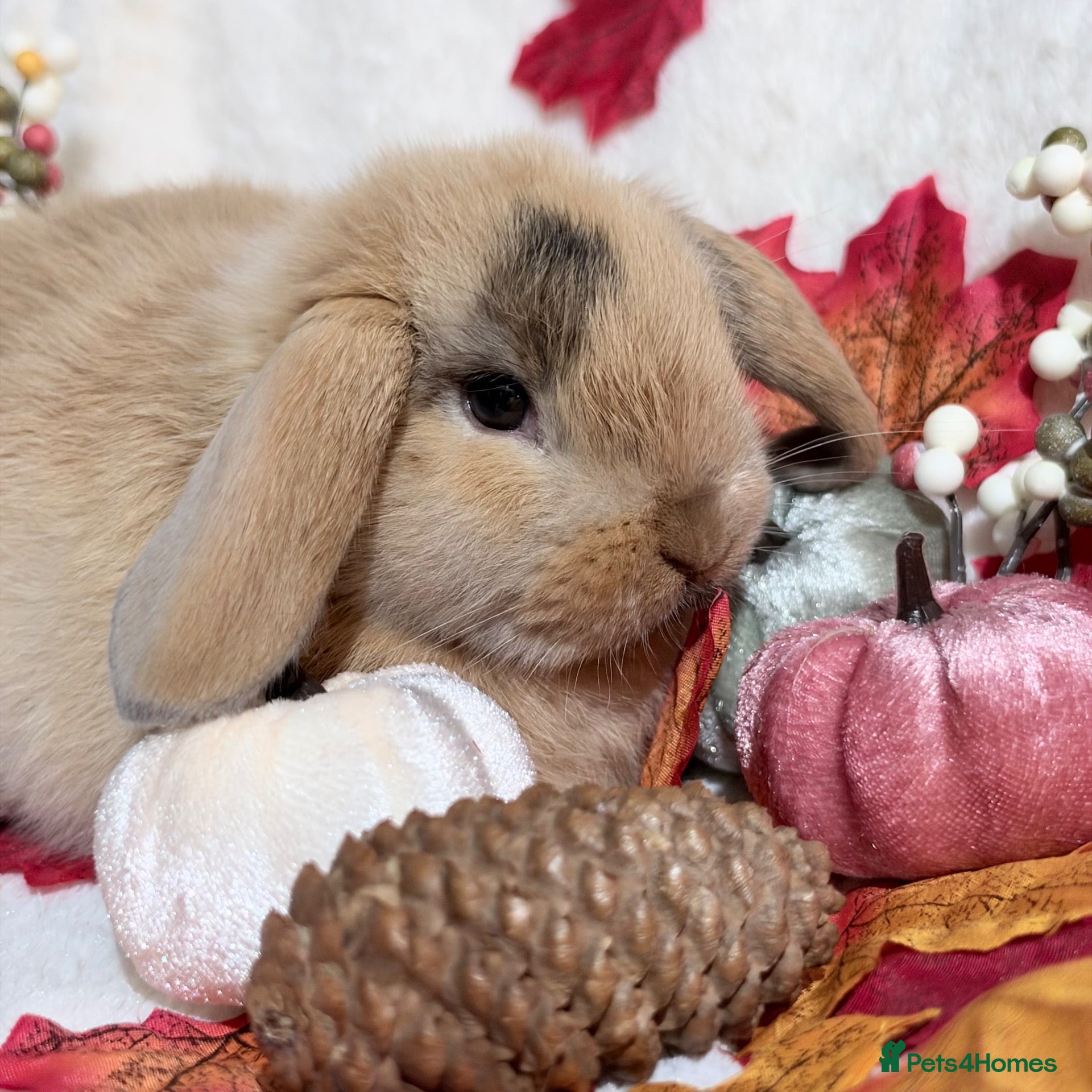 Mini Lop rabbits for sale: Old advert using  🌸🌸Mini lopBoy 🌸🌸 - Advert 2