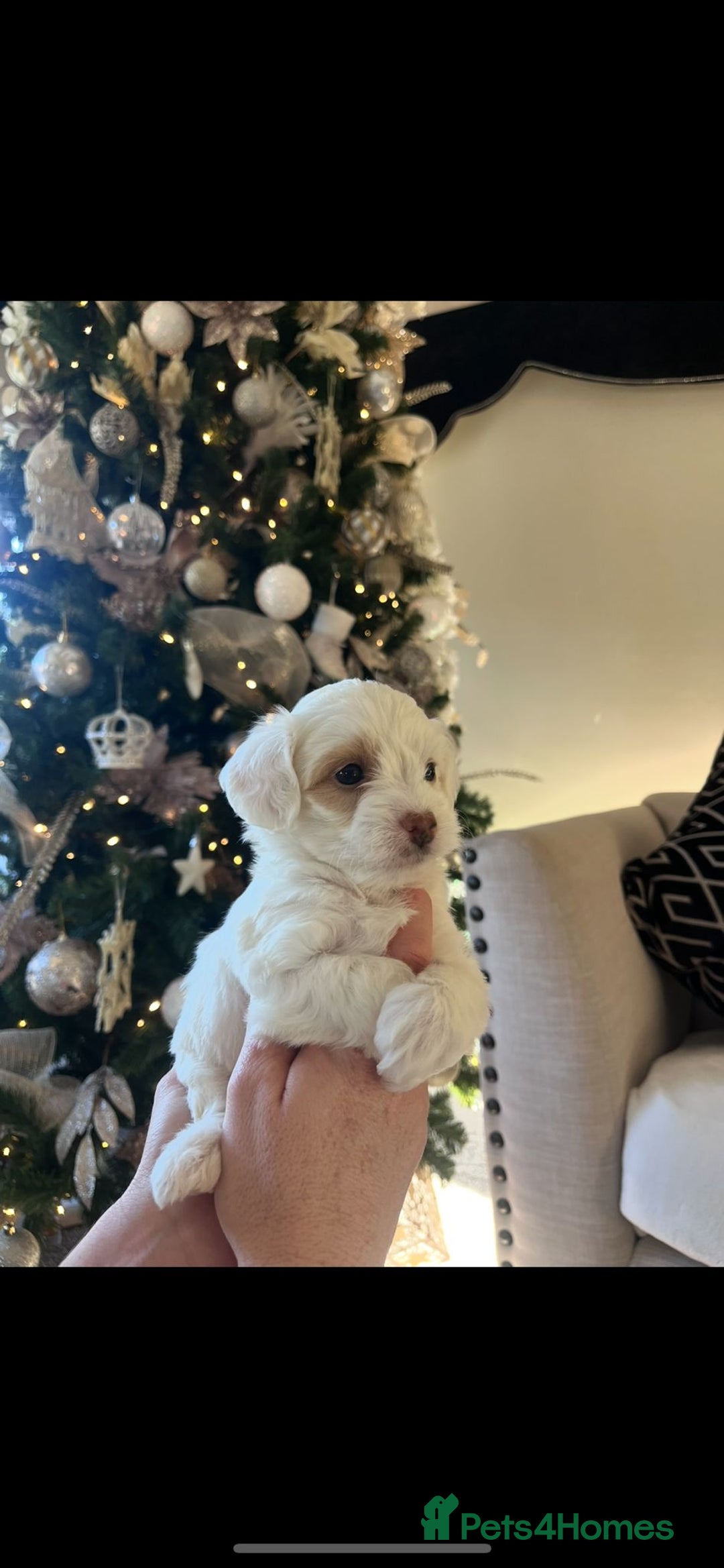 Maltipoo dogs for sale: Toy Maltipoo Puppies - Advert 9