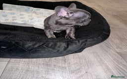 French Bulldog dogs for sale: FRENCH BULLDOG PUPPYS❤️ ready find forever home❤️ - Advert 6