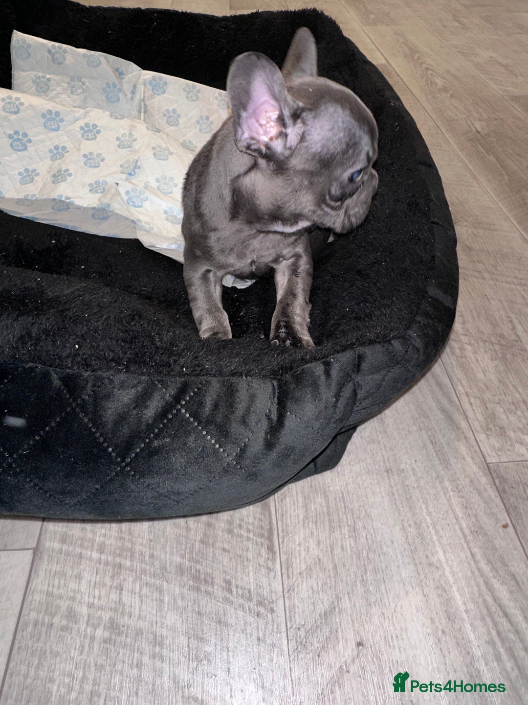 French Bulldog dogs for sale: FRENCH BULLDOG PUPPYS❤️ ready find forever home❤️ - Advert 6
