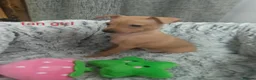 Miniature Pinscher dogs for sale: 6 Beautiful Miniature pincher Puppies  - Advert 8