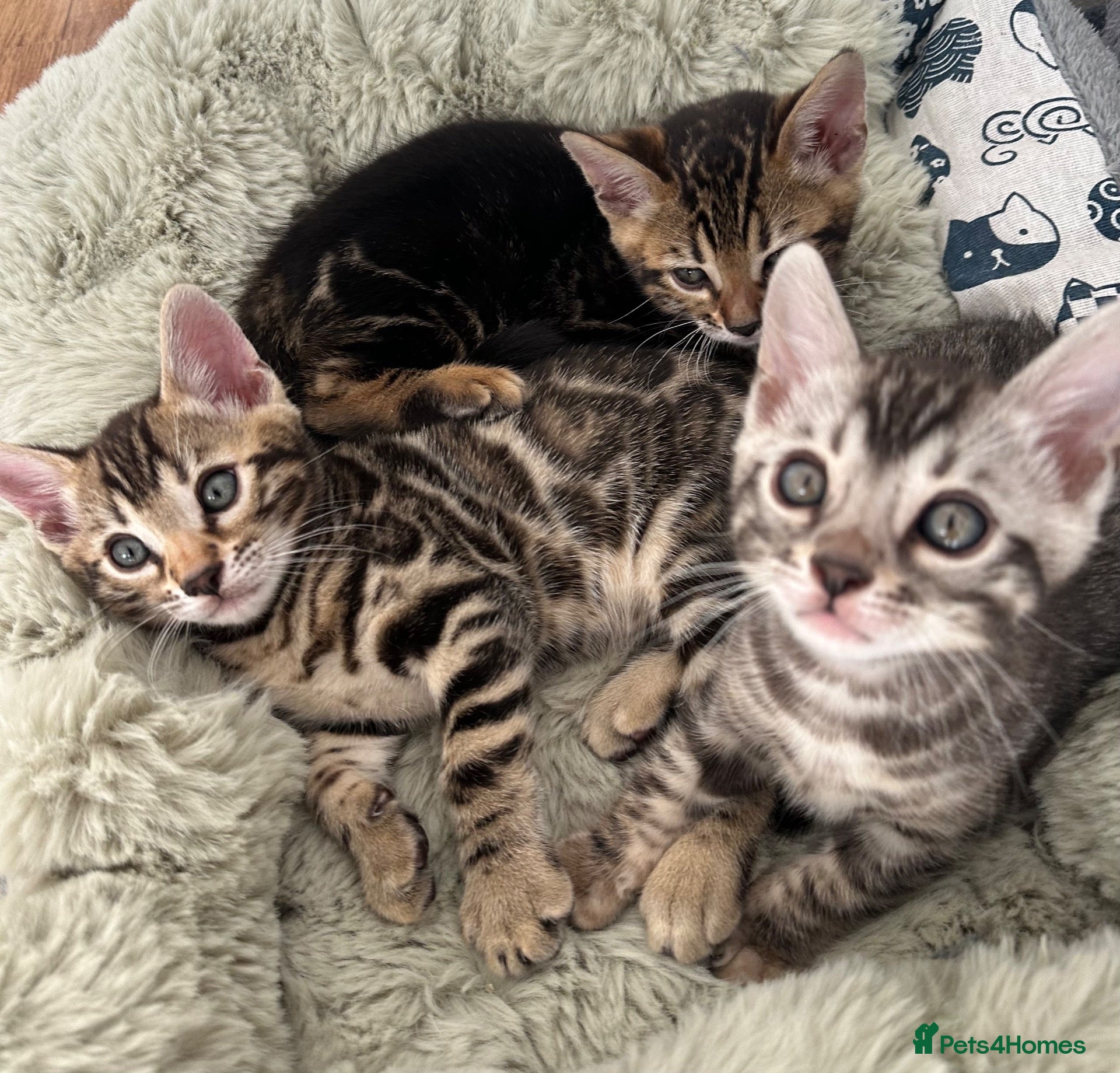 Bengal cats Bengal kittens for sale - Advert 1