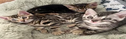 Bengal cats for sale: Bengal kittens for sale - Advert 1