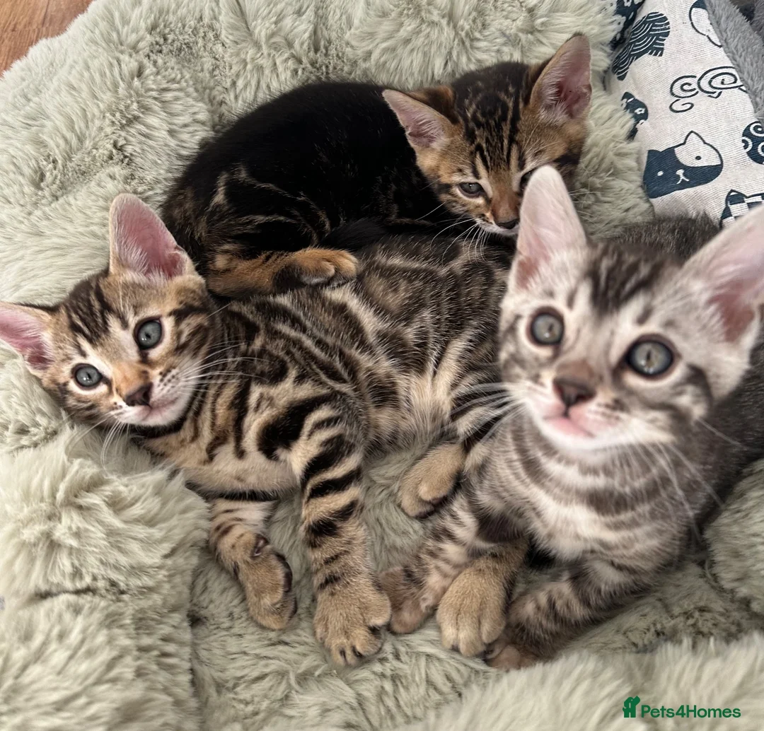 Bengal cats for sale: Bengal kittens for sale - Advert 1