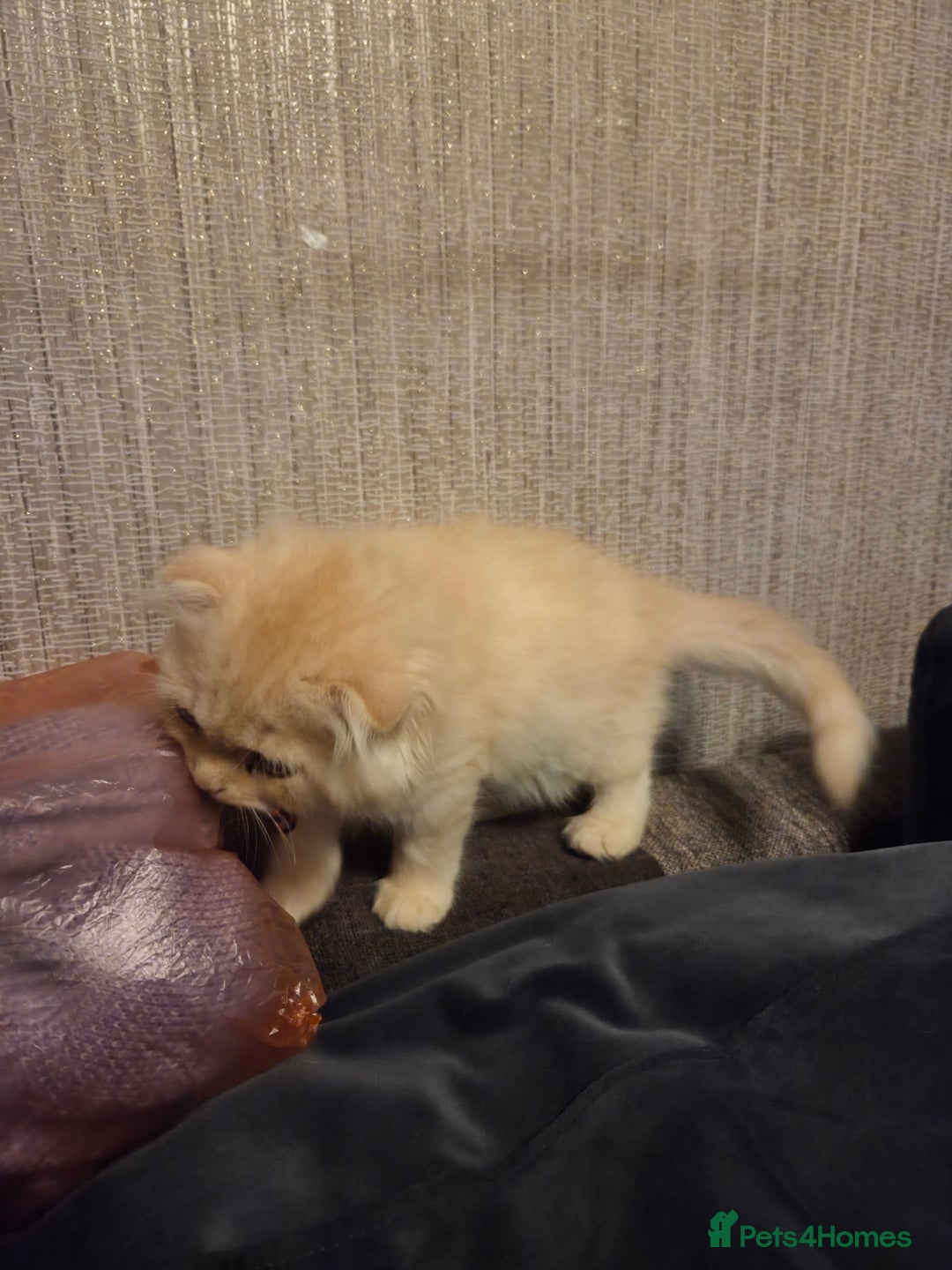 Scottish Fold cats for sale: !1 LEFT! BEAUTIFUL SCOTTISH FOLDS FOR SALE - Image 19