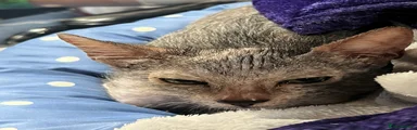 Lykoi 2