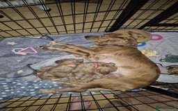 Mixed Breed dogs for sale: Golden Cocker Spaniel  - Image 16