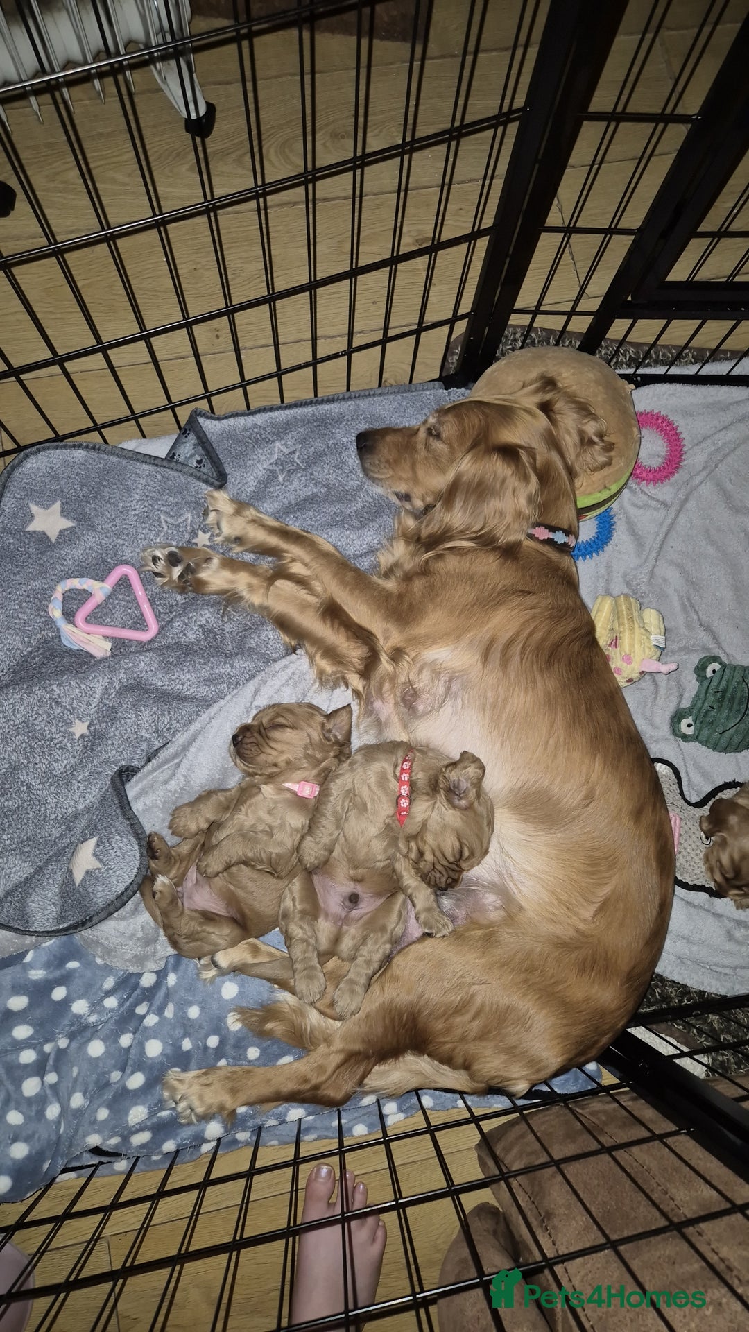Mixed Breed dogs for sale: Golden Cocker Spaniel  - Image 16