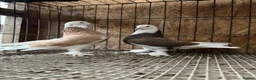 Pigeons birds for sale: FANCY WEST OF ENGLAND TUMBLERS  - Advert 7