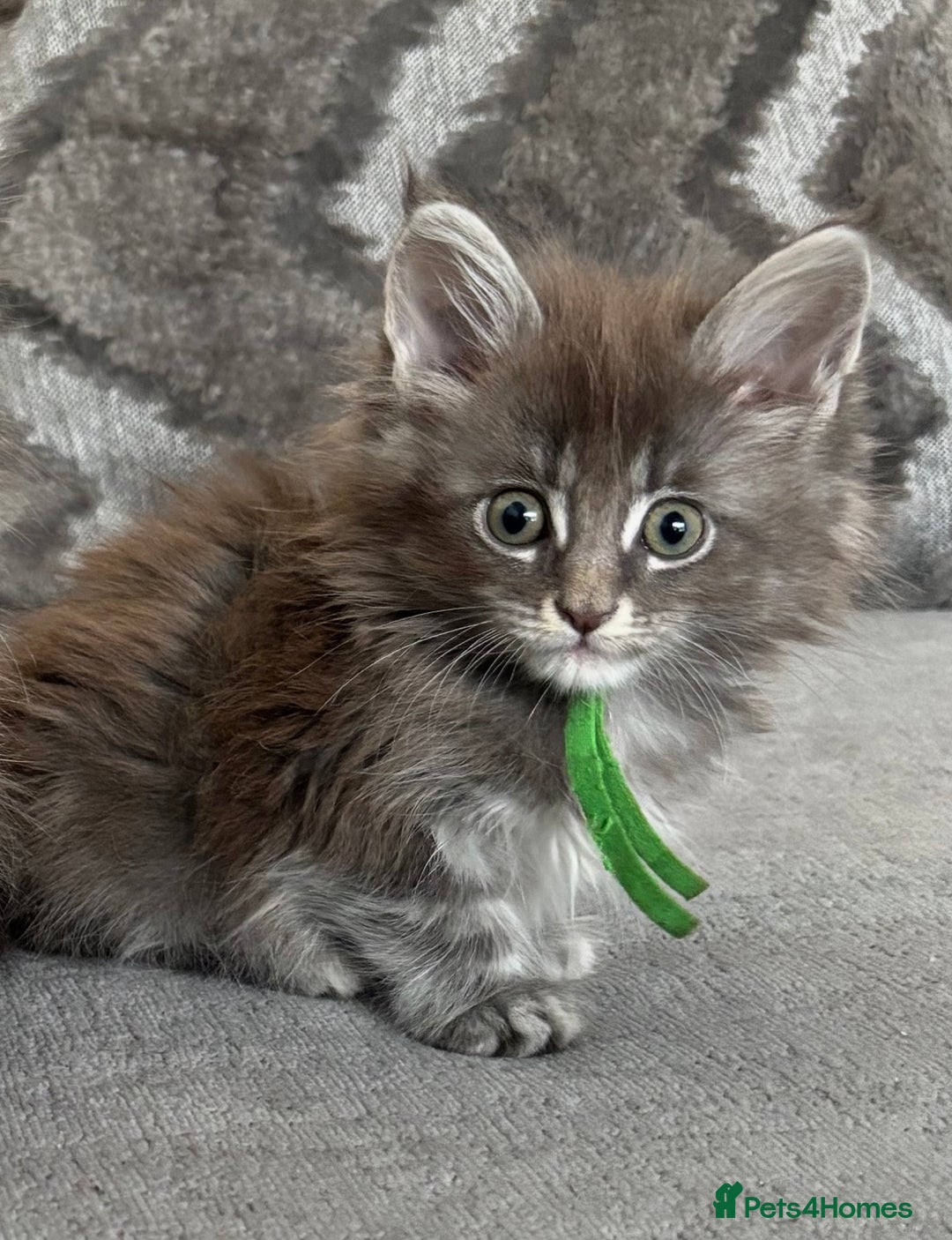 Maine Coon cats for sale: GCCF-Registered Maine Coon Kittens - Advert 4